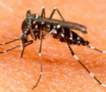 Disinfestazione contro la zanzara tigre